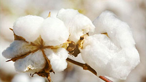 清棉工序 清棉工序